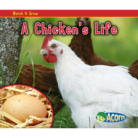 A CHICKENS LIFE