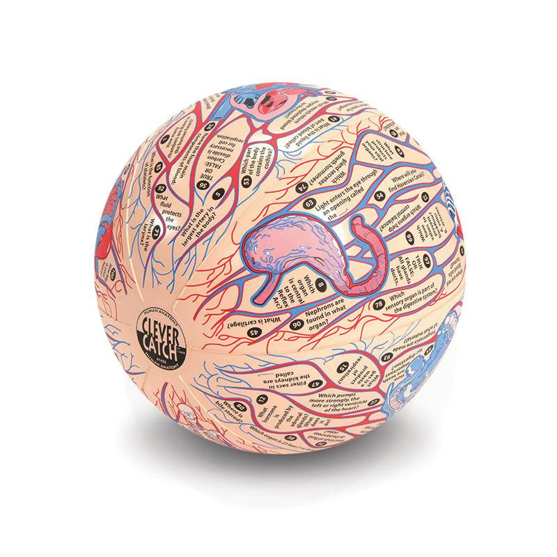 HUMAN ANATOMY CLEVER CATCH BALL