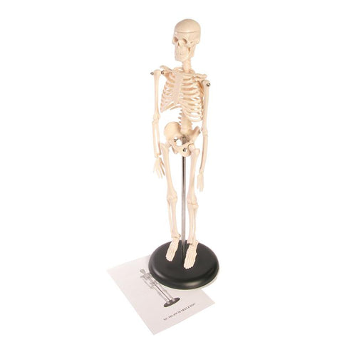 SKELETON MODEL 17IN