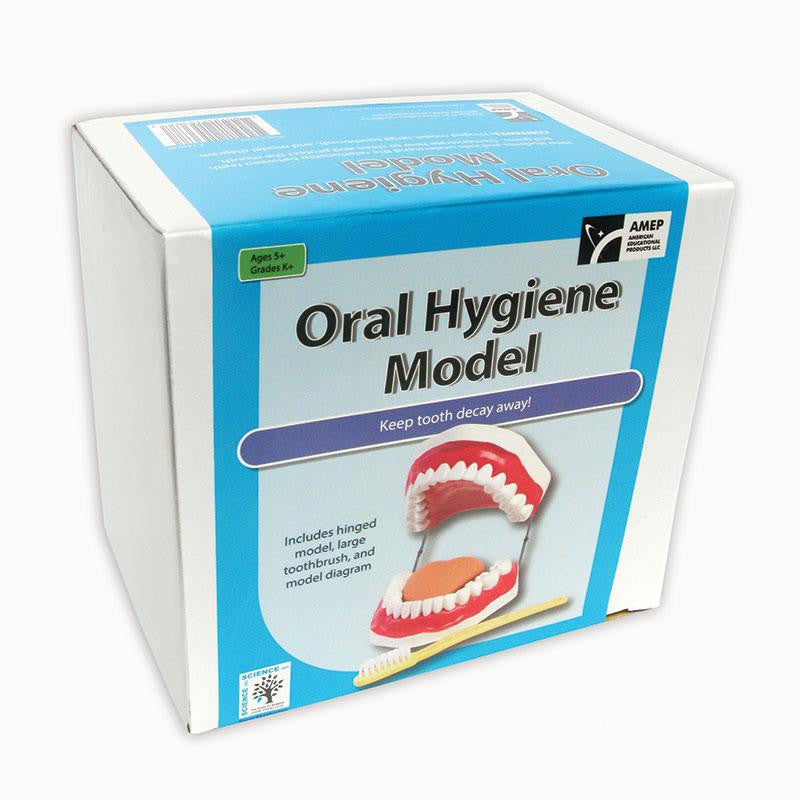 ORAL HYGIENE MODEL