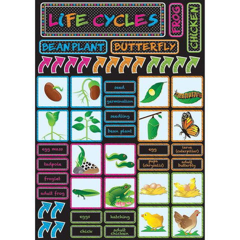 LIFE CYCLES MAGNETIC MINI BBS