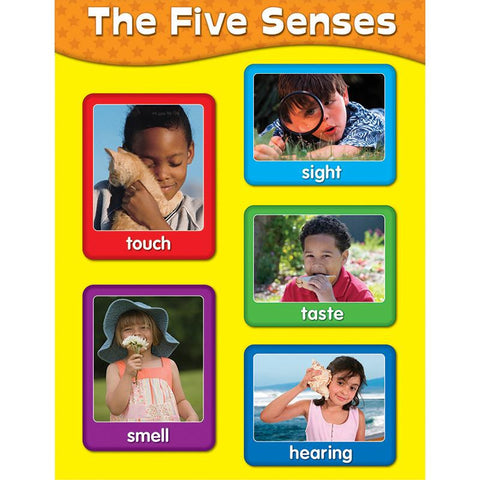 CHARTLETS THE FIVE SENSES