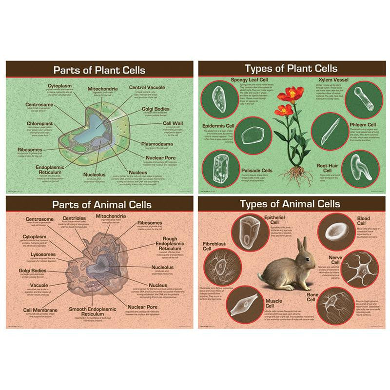 ANIMAL & PLANT CELLS BB SET