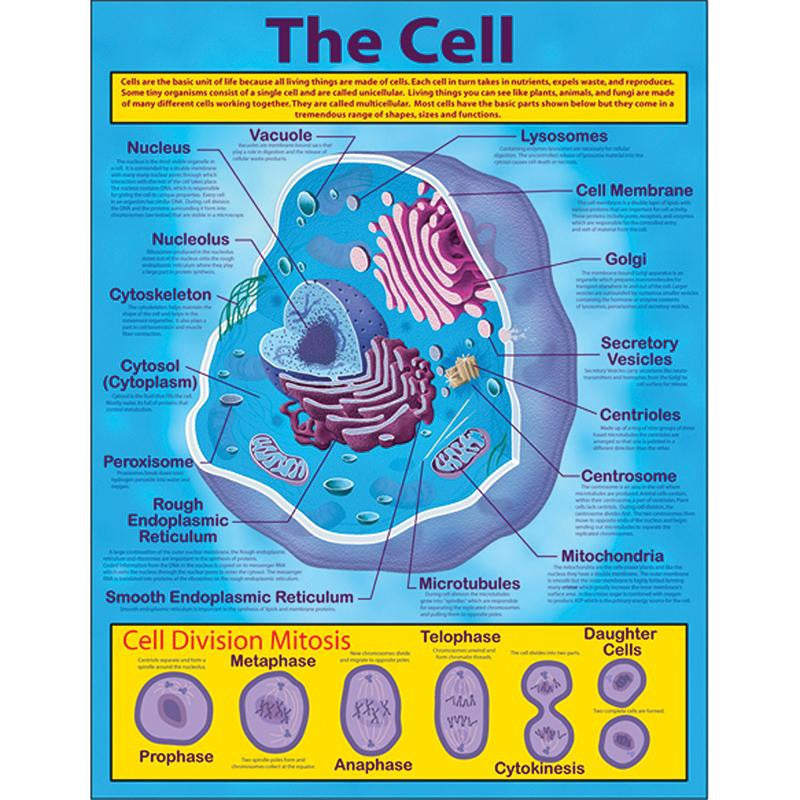 THE CELL CHARTLET