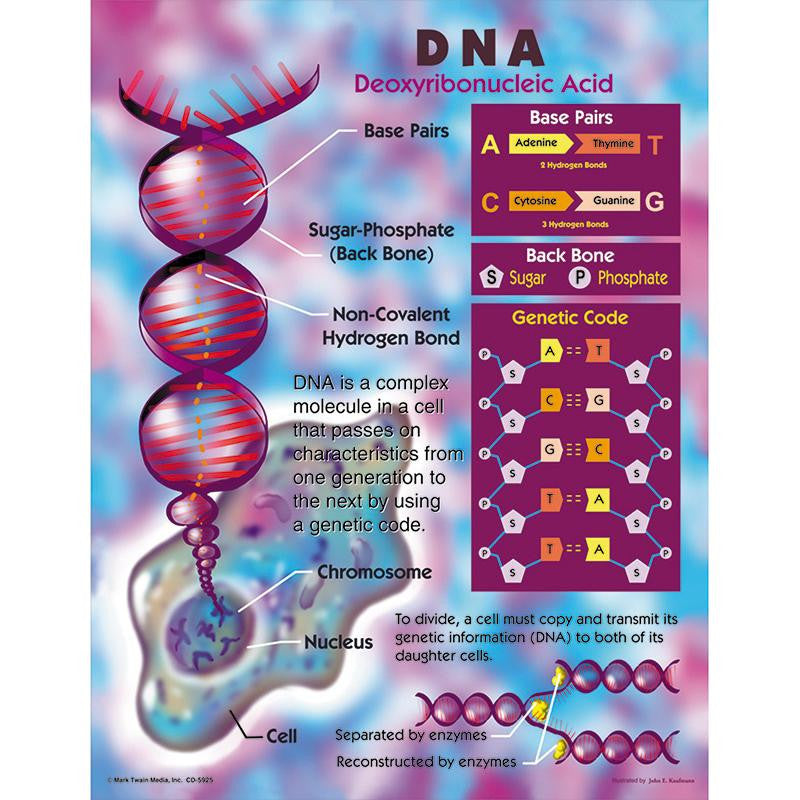 DNA CHART