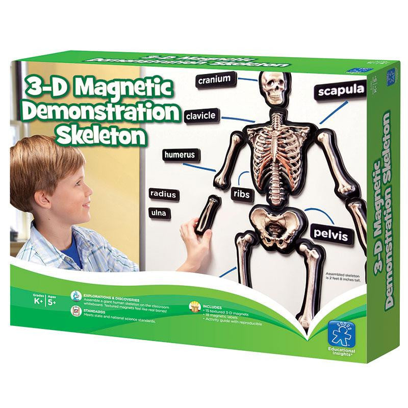 HANDS ON 3D MAGNETS SKELETAL SYSTEM