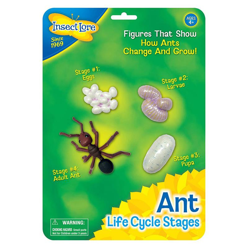 ANT LIFE CYCLE STAGES