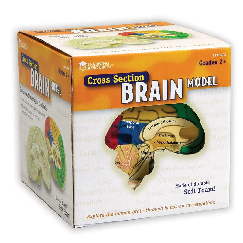 HUMAN BRAIN CROSSSECTION MODEL