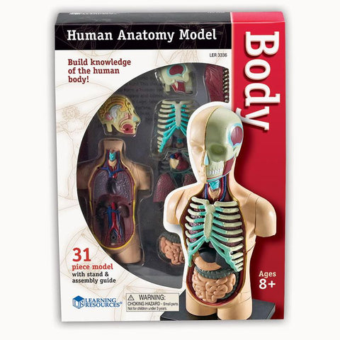 MODEL HUMAN BODY ANATOMY