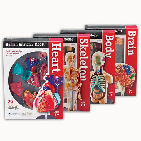 MODEL ANATOMY BUNDLE SET OF 132