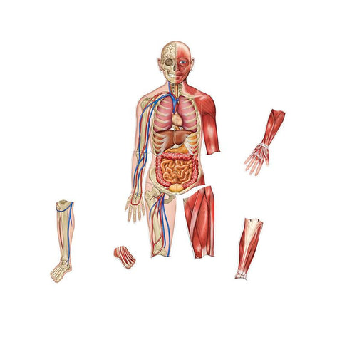 DOUBLE-SIDED MAGNETIC HUMAN BODY