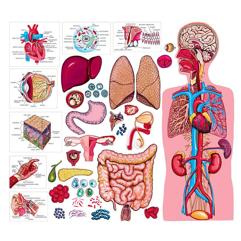 THE HUMAN BODY & ANATOMY