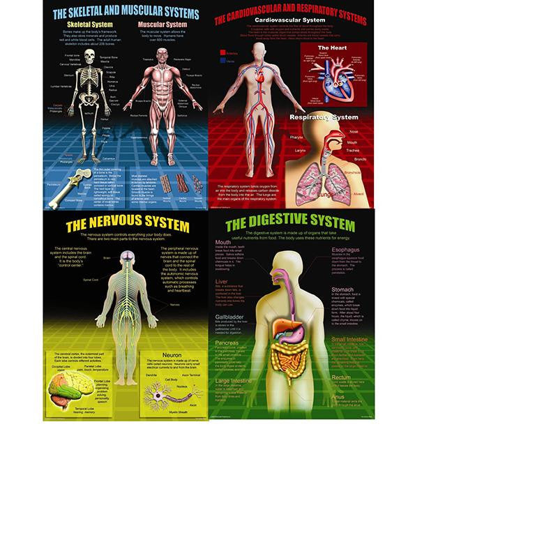 THE HUMAN BODY TEACHING POSTER SET