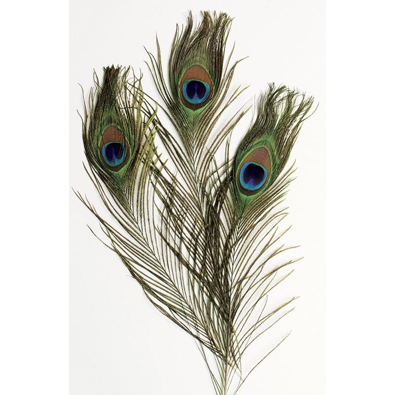 EXTRA LONG PEACOCK FEATHERS