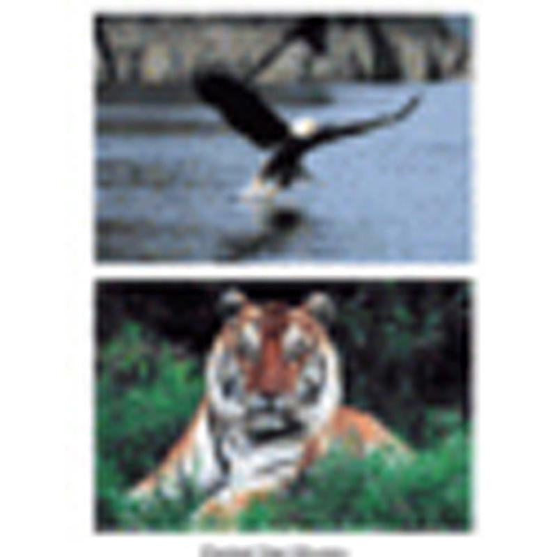 WILD ANIMAL POSTER SET SET OF 10