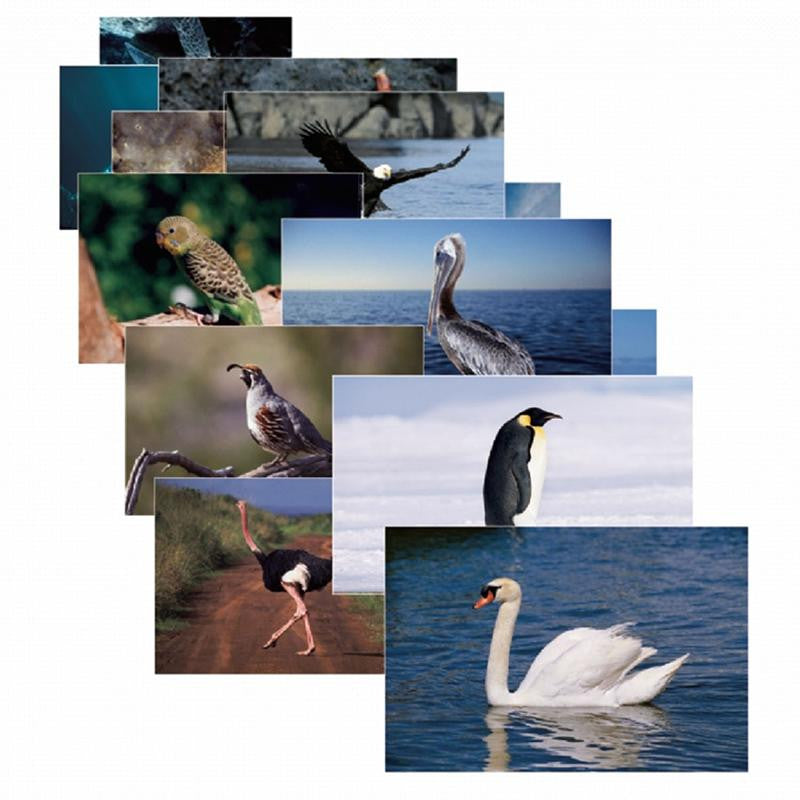 BIRDS 14 POSTER CARDS