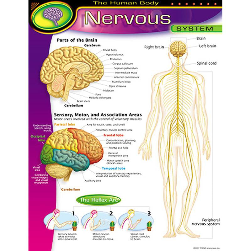 CHART NERVOUS SYSTEM