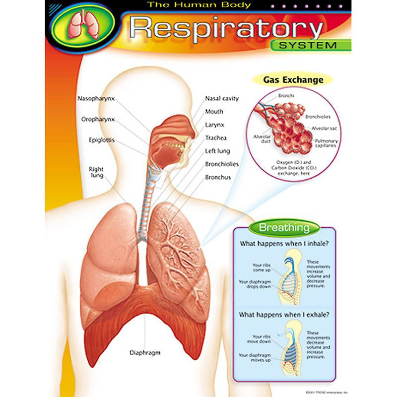 CHART RESPIRATORY SYSTEM