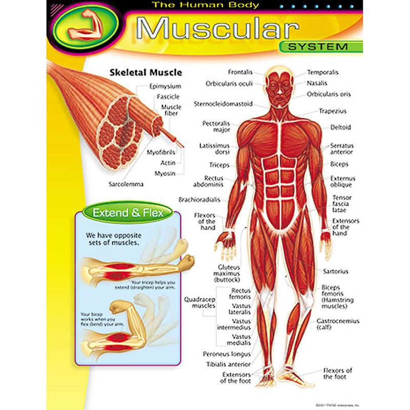 CHART MUSCULAR SYSTEM