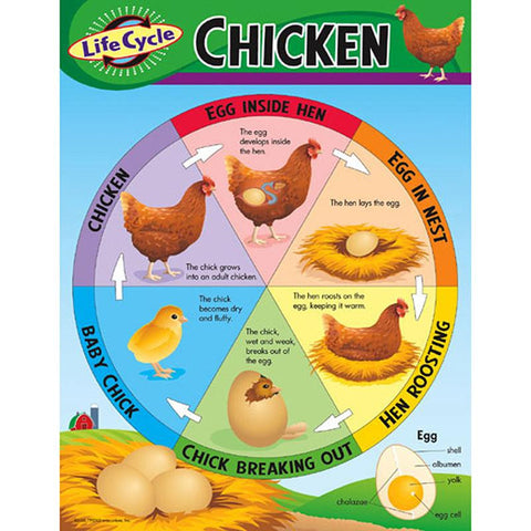 CHART LIFE CYCLE OF A CHICKEN