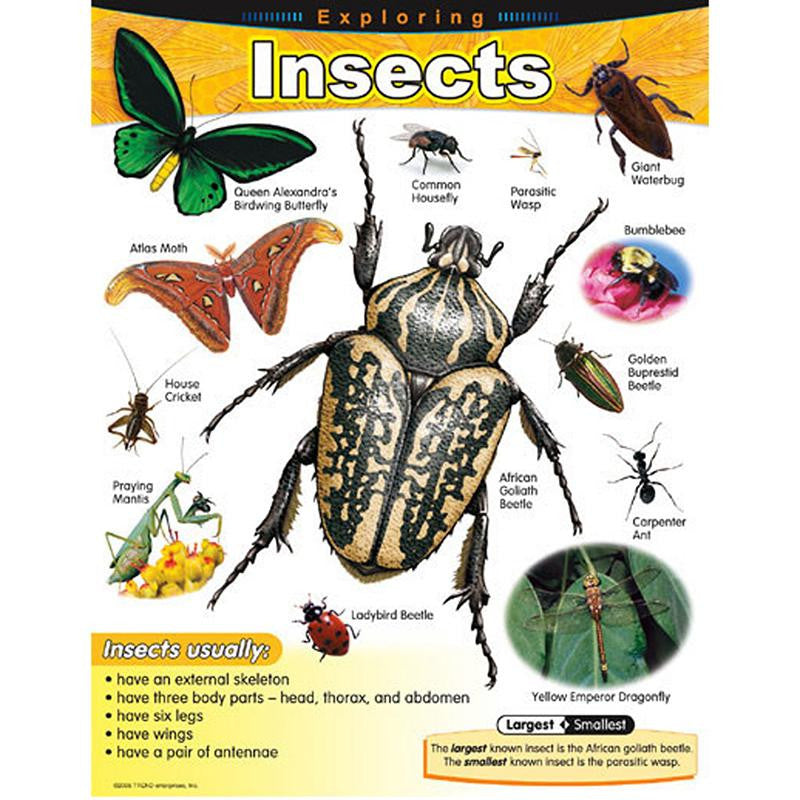 CHART EXPLORING INSECTS GR 1-5