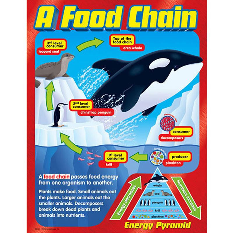 CHART A FOOD CHAIN GR 2-5