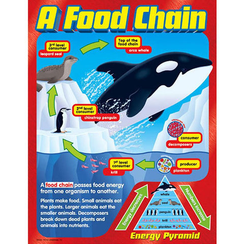 CHART A FOOD CHAIN GR 2-5