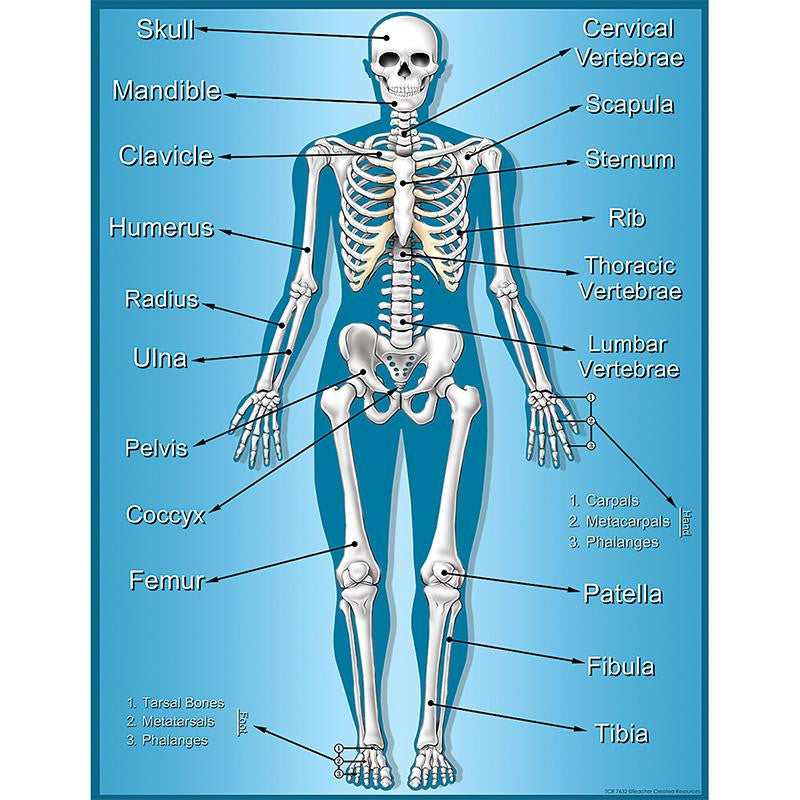 SKELETON CHART