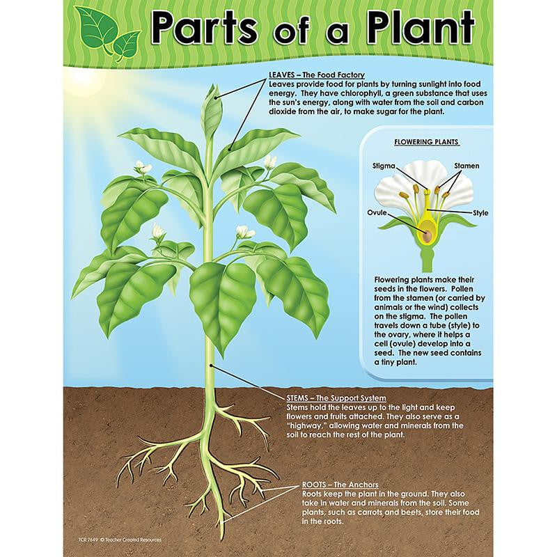 PARTS OF A PLANT CHART