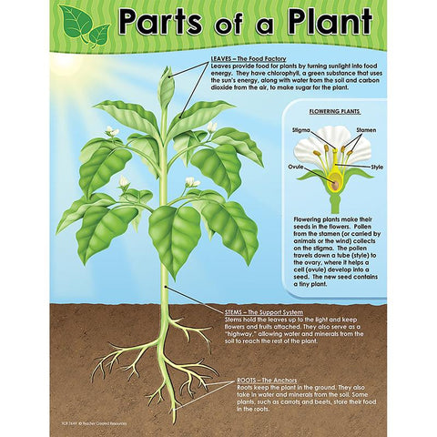 PARTS OF A PLANT CHART