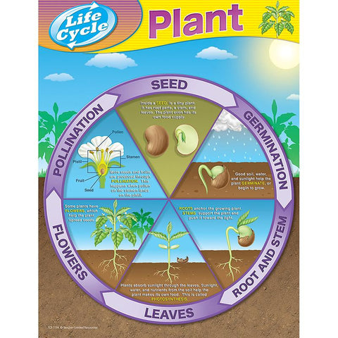 LIFE CYCLES - FROM SEED TO PLANT